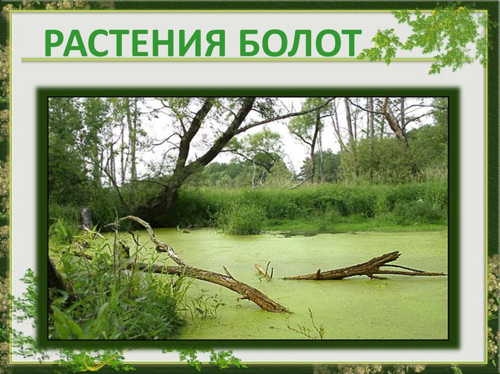 Сообщество болото 5 класс биология. Экосистема болота. Биогеоценоз болото. Болото вид экосистемы. Экосистема болота биогеоценоз.