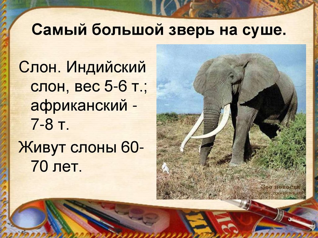 Рост африканского слона. Сколько весит слон. Вес слона. Вес слона взрослого. Сколько лет живут Иланы.
