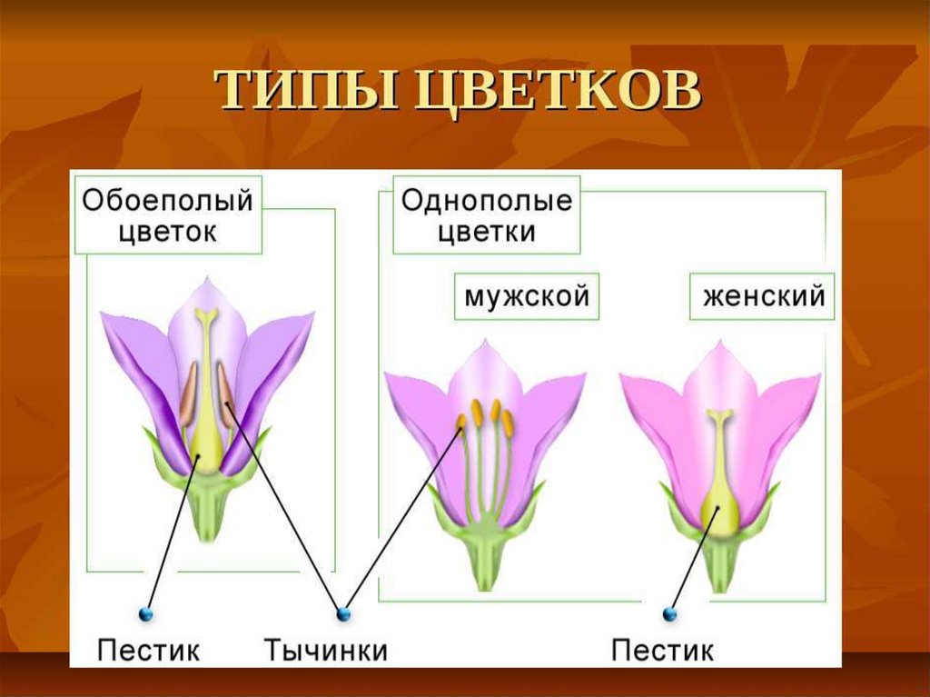 Мужской цветок схема. Однополые и обоеполые цветки. Цветы виды. Мужской женский обоеполый цветок.