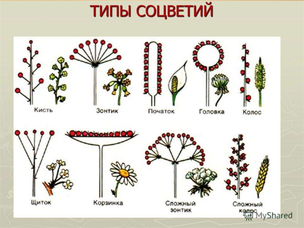 Соцветие. Главная ось соцветия. Значение соцветий.