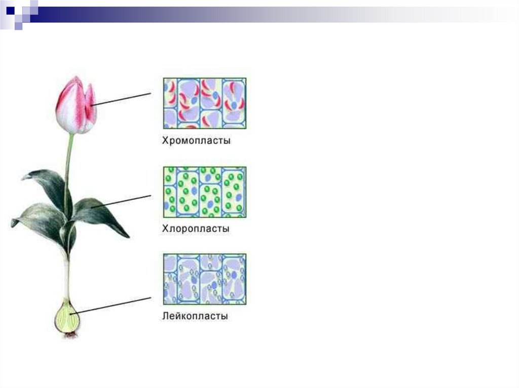 Хлоропласты хромопласты лейкопласты
