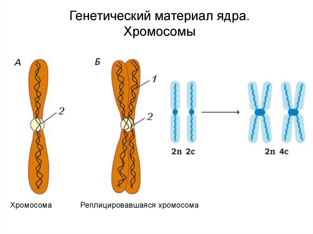 Генетический материал. Хромосомы в ядре. Реплицировавшаяся хромосома. Части хромосомы ядра. Генетический материал в ядре.