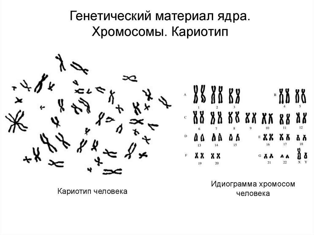 Наследственный материал ядра. Кариотип и идиограмма хромосом человека. Кариограмма хромосом человека. Идеограмма и кариограмма. Идиограмма хромосом человека.