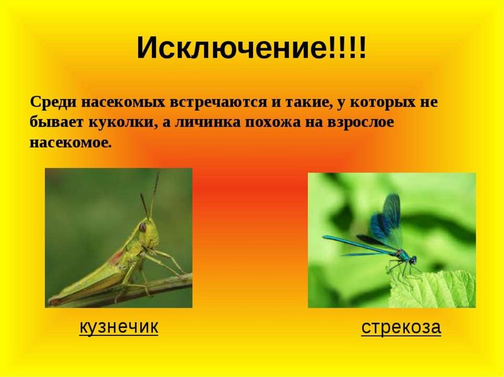 2 3 насекомых. Разнообразие насекомых. Насекомые презентация. Презентация насекомые 3 класс. Насекомые 3 класс окружающий мир.