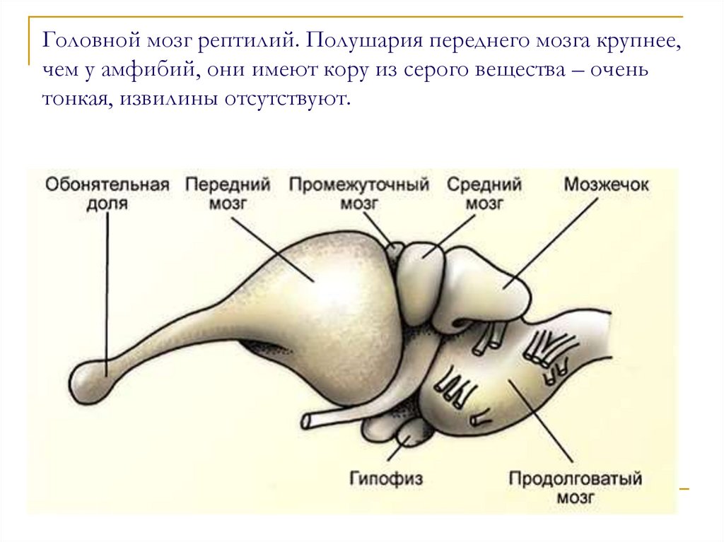 Передний мозг рептилий