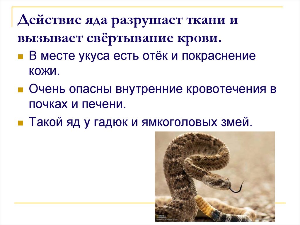 Стихотворение о укусах змей. Фармакологическое действие яда змеи.