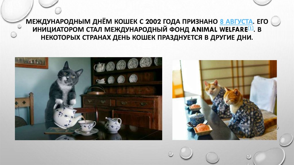 День кошек презентация для детей. Всемирный день кошек. День кошек презентация. Всемирный день кошек 8 августа. Международный день кошек презентация.