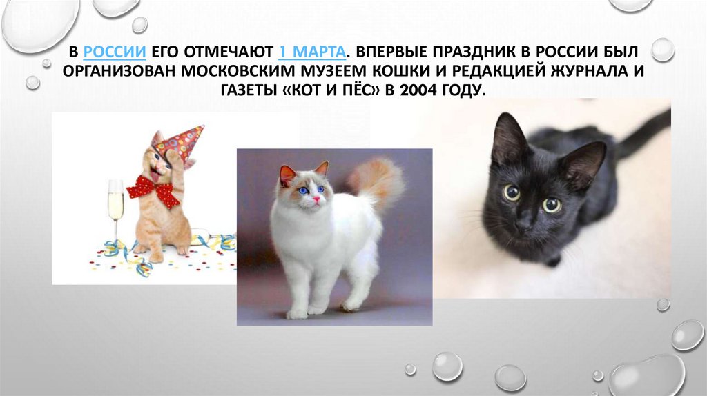 День кошек презентация для детей. День кошек презентация. День кошек в России презентация. День кошек презентация для начальной школы.