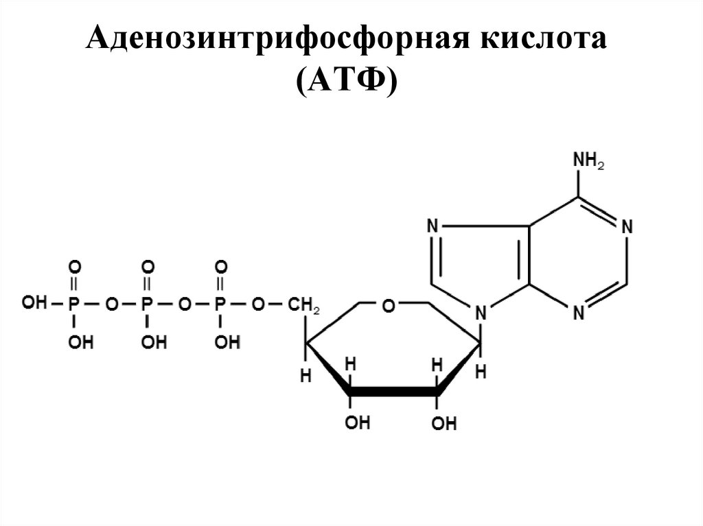 32 атф. АТФ аденозинтрифосфорная кислота. Аденозинтрифосфорная кислота формула. Аденозинтрифосфорной кислоты. Кислотаи аденозинтрифосфор.