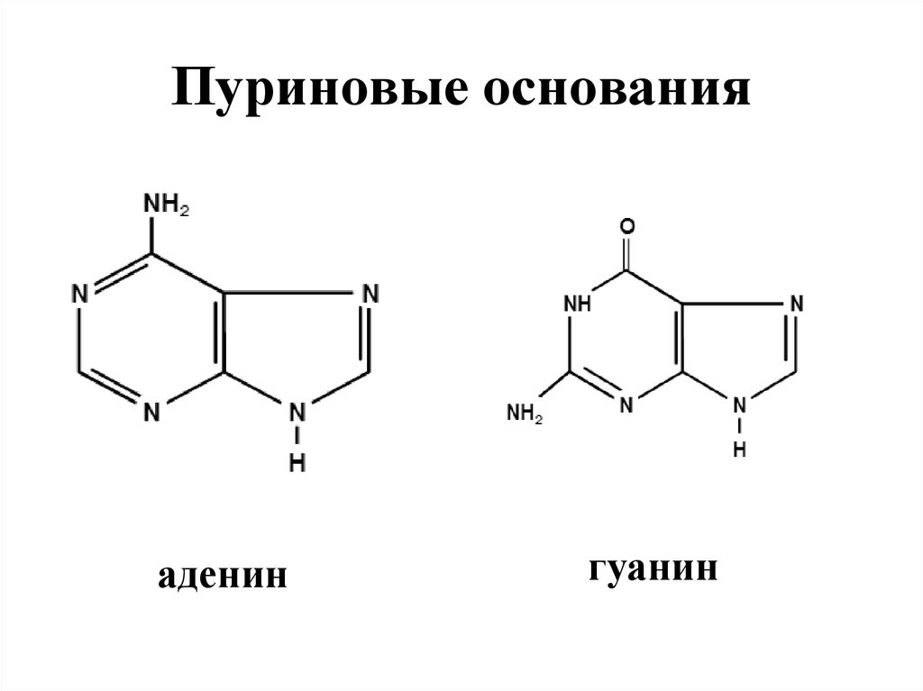 Пуриновым основанием является