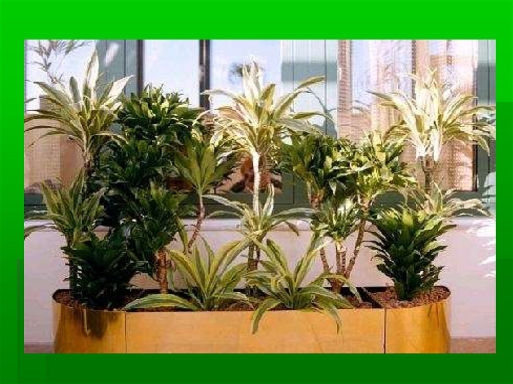 оформление интерьера комнатными растениями 7 класс технология кратко
