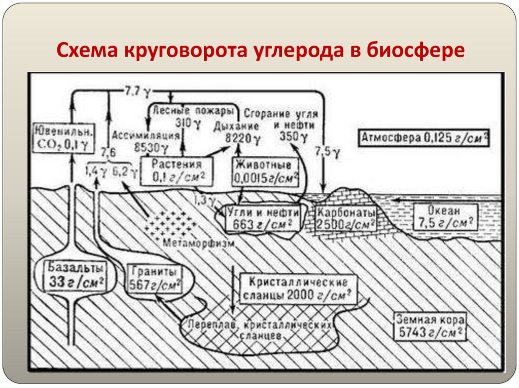 Круговорот углерода в биосфере. Геохимический цикл углерода схема. Круговорот углерода в биосфере схема. Схема круговорота углерода в биосфере схема. Цикл углерода в биосфере схема.