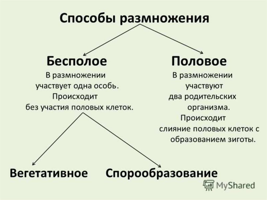 Размножение презентация 8 класс