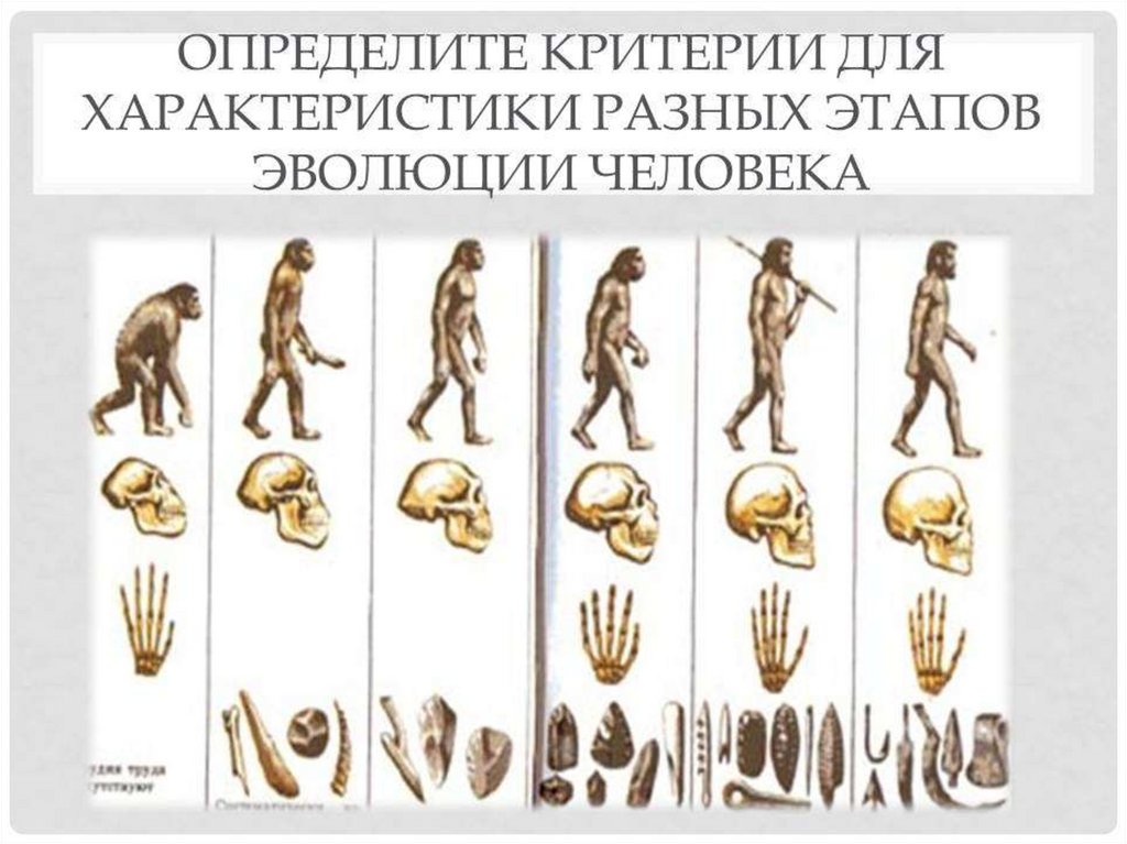 Определенный этап развития человека. Эволюция человека Антропогенез. Стадии антропогенеза схема. Схема антропогенеза человека этапы развития. Эволюция человека неандерталец кроманьонец таблица.