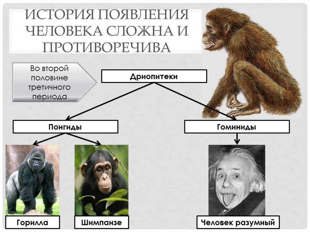 Эволюционное происхождение человека презентация 9 класс пономарева