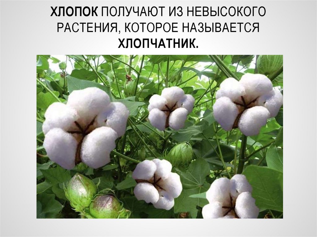 Хлопок получают из невысокого растения, которое называется хлопчатник.
