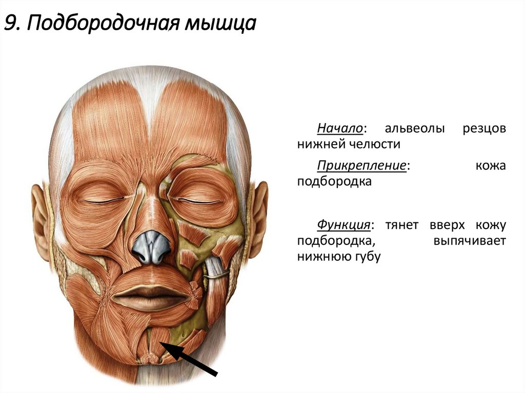 Развитый подбородочный выступ череп. Глазничная часть круговой мышцы глаза. Скуловая мышца.