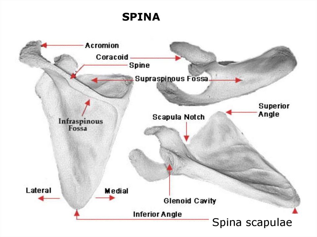 Fossa перевод с латинского. Spina scapulae анатомия. Ость лопатки, spina scapulae. Fossa supraspinata лопатки. Spina scapulae это.