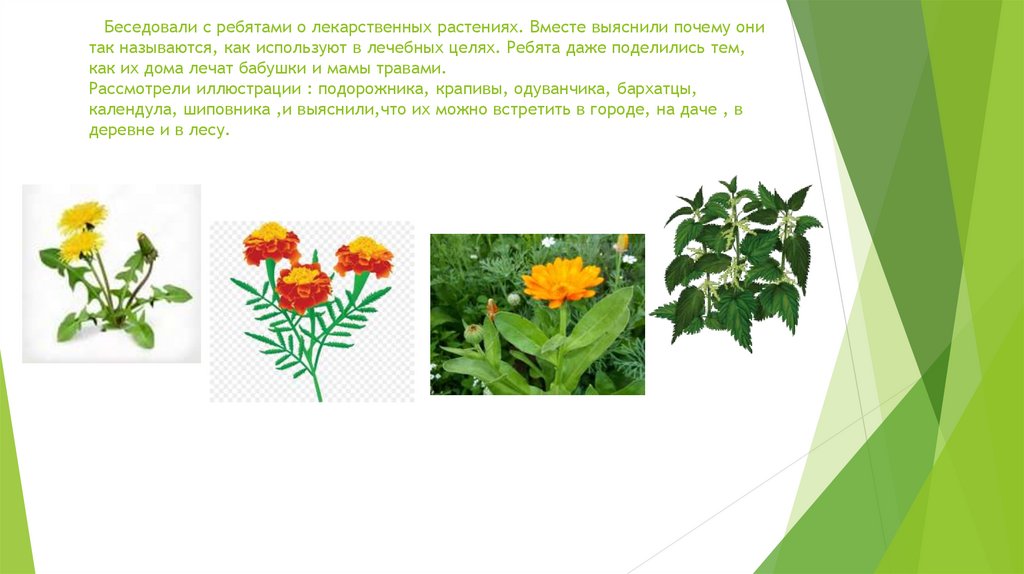 Беседовали с ребятами о лекарственных растениях. Вместе выяснили почему они так называются, как используют в лечебных целях.