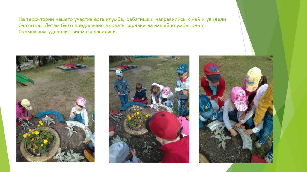 На территории нашего участка есть клумба, ребятишки направились к ней и увидели бархатцы. Детям было предложено вырвать сорняки