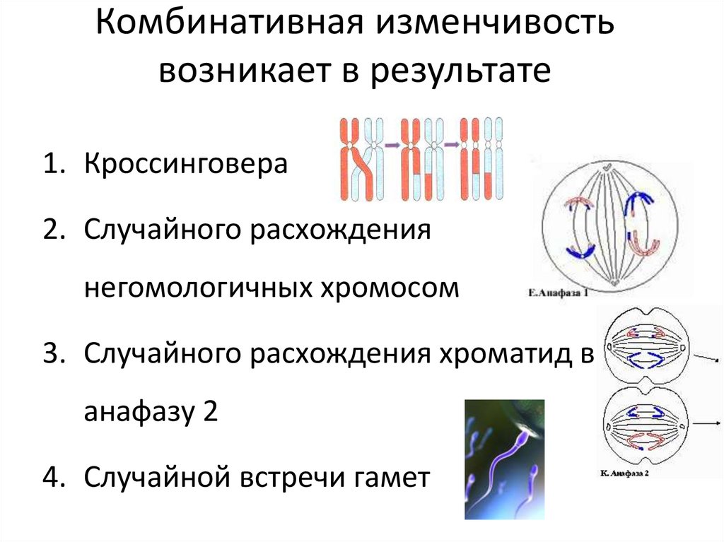 Комбинативная изменчивость