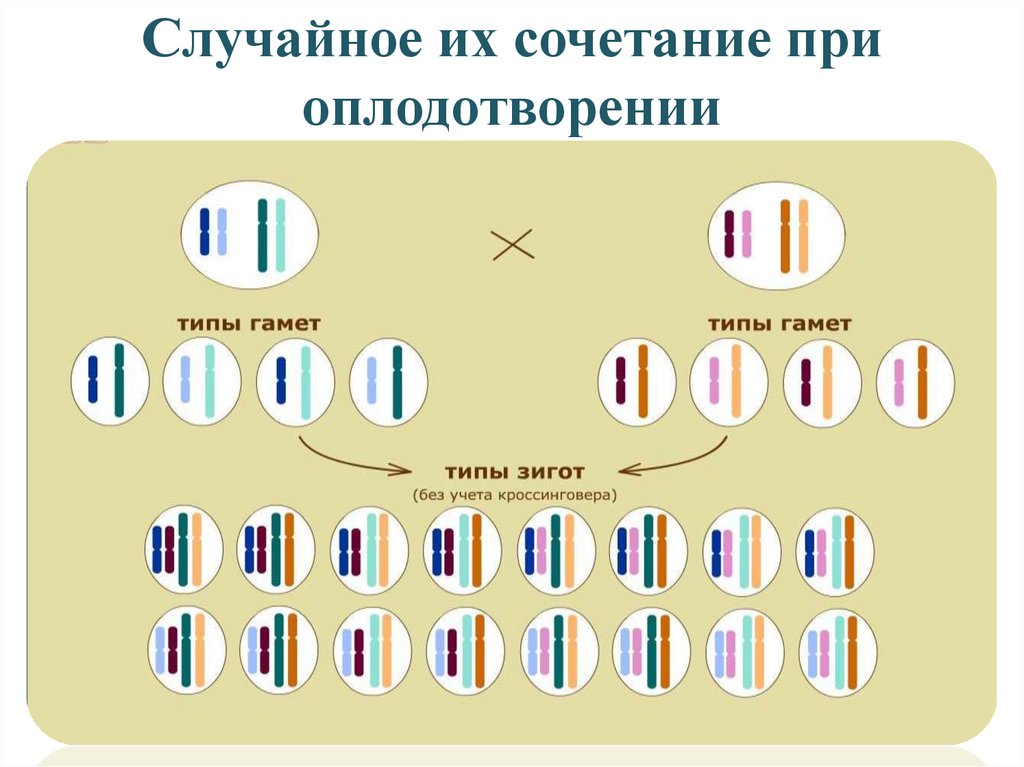 Комбинативная изменчивость 9 класс