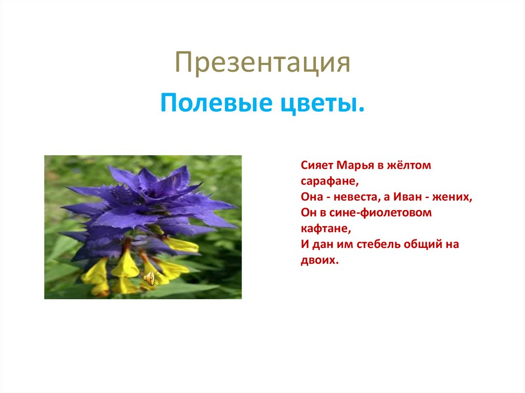 Стихи про полевые цветы. Полевые цветы для презентации. Стихи о полевых цветах. Загадки про полевые цветы. Стихи про полевые цветы для детей.