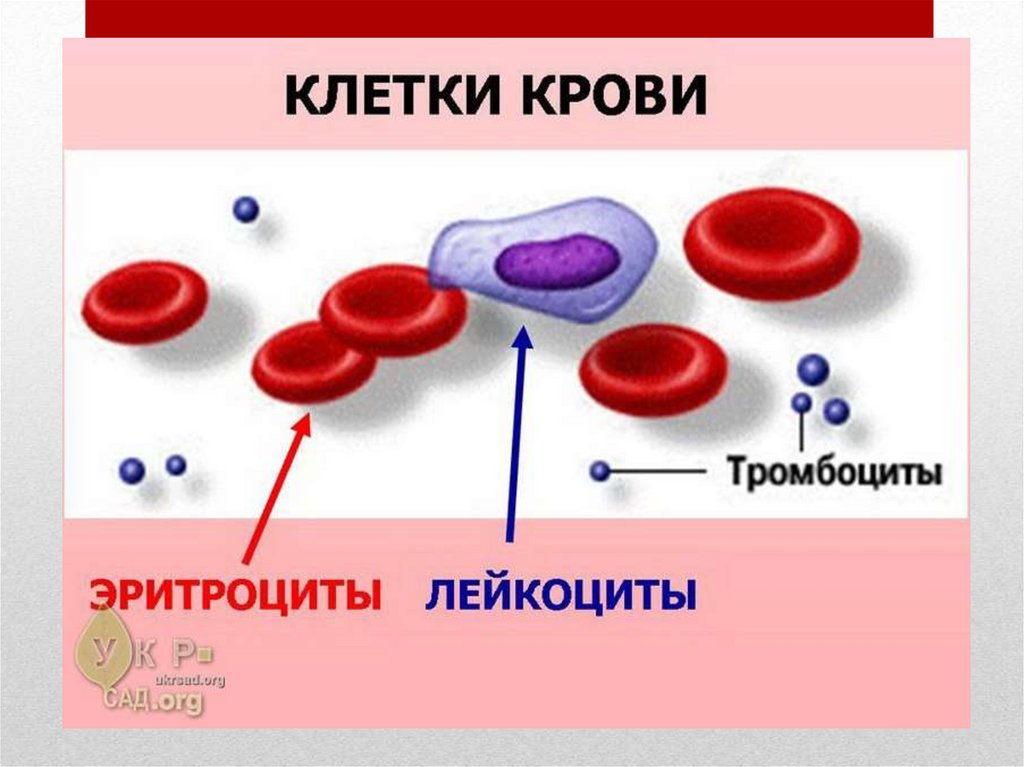 Эритроциты в иммунном ответе. Строение эритроцитов лейкоцитов и тромбоцитов.