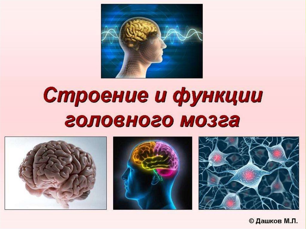 Биология мозга учебники. Строение и функции головного мозга 8 класс биология. Строение головного мозга человека 8 класс биология. Головной мозг презентация. Мозг человека для презентации.