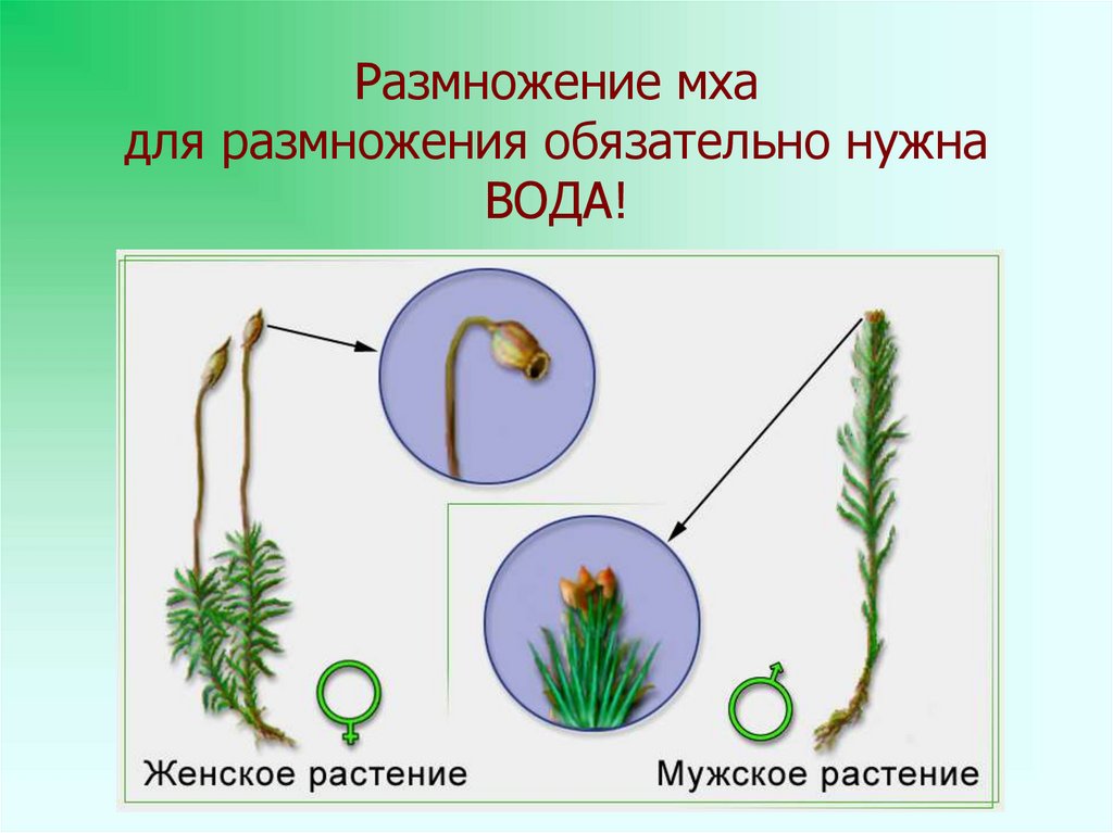Приведите 3 примера мхов. Мохообразные растения сфагнум. Сфагнум размножается. Размножение моховидных растений схема. Размножение мхов.