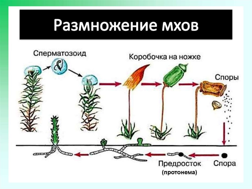 Схема размножения мхов биология 6 класс