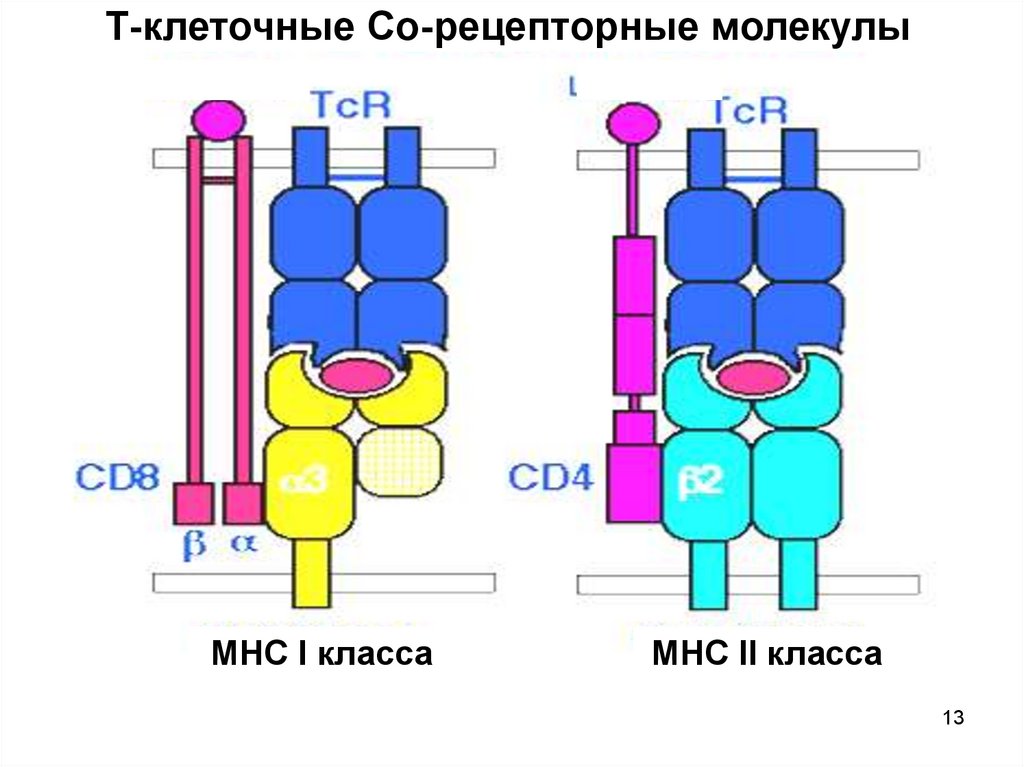 Т в молекула. Рецепторный комплекс TCR И корецепторные молекулы. Т клеточный рецепторный комплекс. Молекулы т-клеточного рецептора. TCR иммунология.