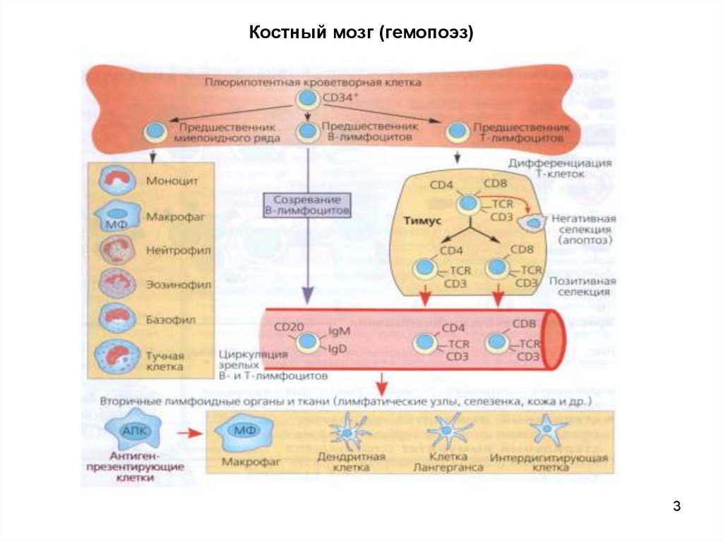 База костного мозга. Гемопоэз в костном мозге. Гемопоэз в Красном костном мозге. Схема гемопоэза.