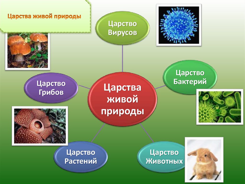 Грибы и бактерии биология 5 класс