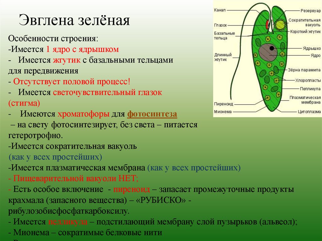 Хлорофиллы эвглены зеленой. Светочувствительный глазок у зелёной эвглены. Эвглена зеленая строение и функции. Особенности строения эвглены зеленой. Структуры клетки зелёной эвглены.