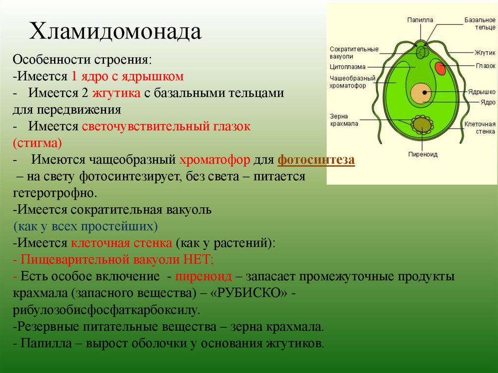 Функции клетки 6 класс. Одноклеточная водоросль хламидомонада. Строение клетки Chlamydomonas. Пиреноид у хламидомонады это. Зелёные водоросли хламидомонада.