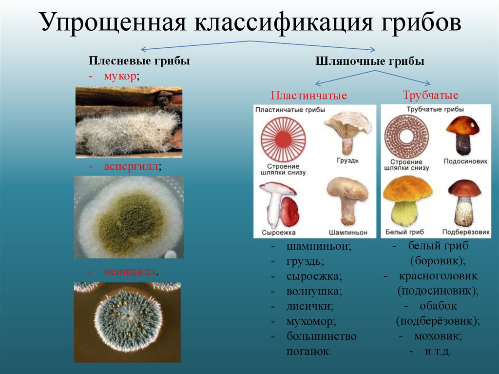 Какие есть группы грибов. Плесневые и Шляпочные грибы. Грибы Шляпочные грибы плесневые грибы. Мицелиальные плесневые грибы. Грибы шляпочники плесневики.