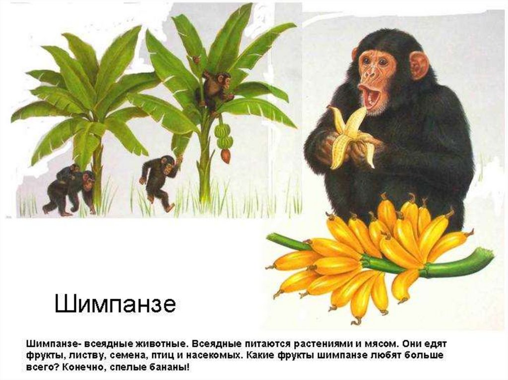 Животные всеядные примеры для 3 класса