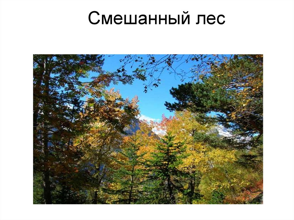 Смешанные и широколиственные леса 8 класс. Рисунки смешанных и широколиственных лесов. Смешанный лес презентация. Рисунки на тему зона смешанных и широколиственных лесов. Зона лесов рисунок.