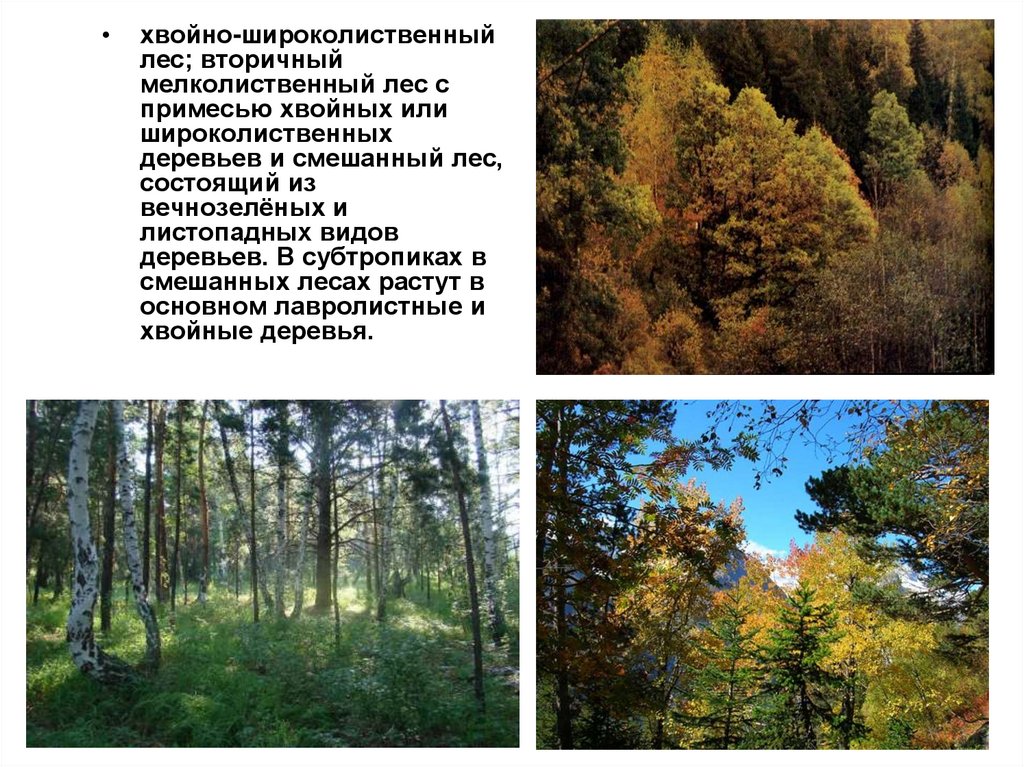 Хвойно широколиственные леса произрастают. Тайга смешанный и широколиственный лес. Растения смешанных и широколиственных лесов в России. Зона лесов смешанные широколиственные Тайга. Тайга широколиственные леса смешанные леса.