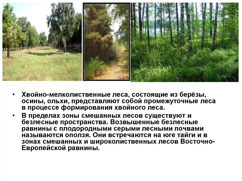 Почвы зоны смешанных лесов в россии. Хвойно-мелколиственные леса. Почва мелколиственных лесов. Смешанных и мелколиственных лесов растения. Характеристика мелколиственных лесов.