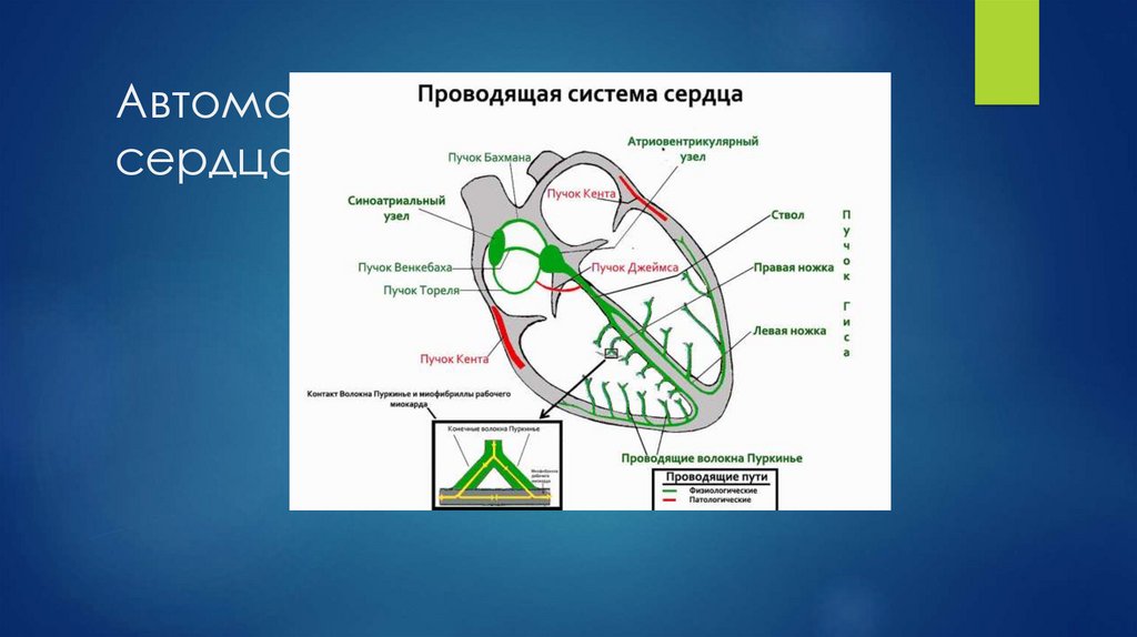 Автоматия . Проводящие пути сердца