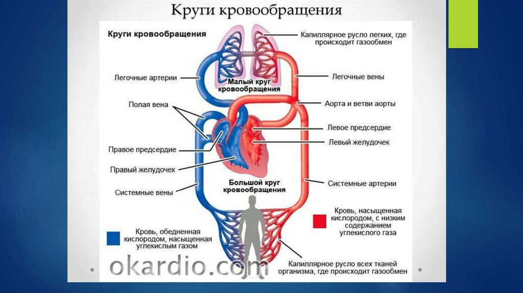 Кровообращение сердца 8 класс. Кровеносная система человека большой и малый круг. Кровеносная система круги кровообращения. Сосуды большого круга кровообращения анатомия. Кровеносная система малый круг.