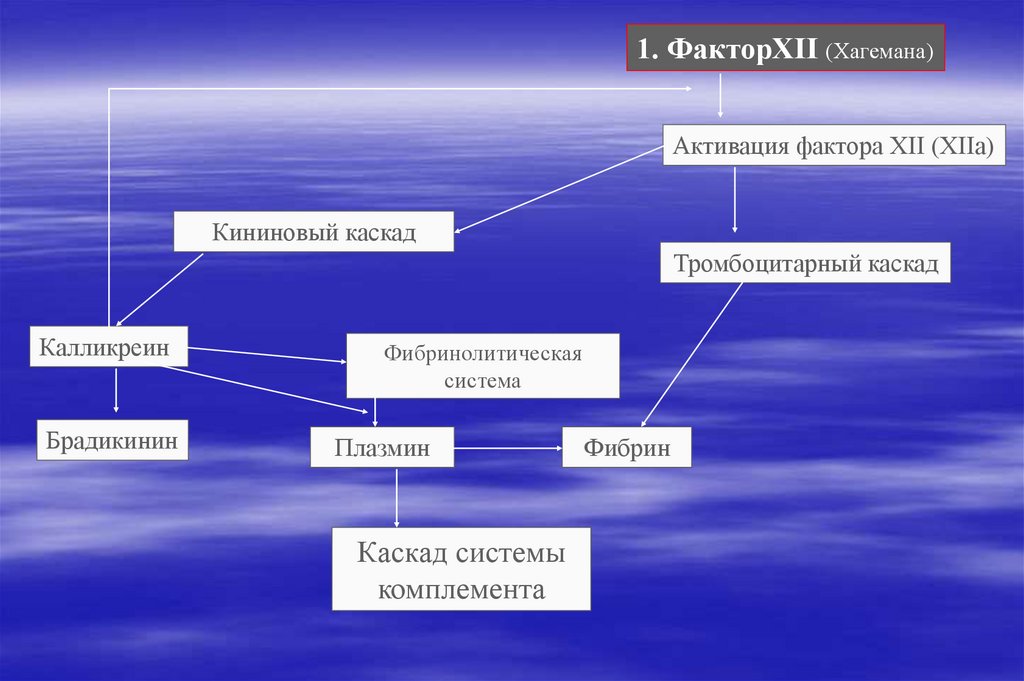 Фактор 12. Активированный фактор Хагемана. Активация фактора Хагемана происходит при. Активация XII фактора Хагемана. Активация системы комплемента фактор Хагемана.