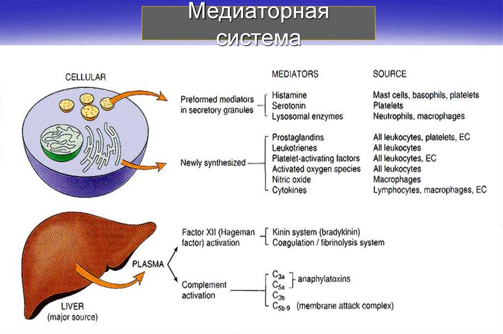 Система мора. Нарушение медиаторного обмена. Патологии связанные с нарушением медиаторных процессов. Медиаторные системы. Роль нарушений медиаторного обмена.