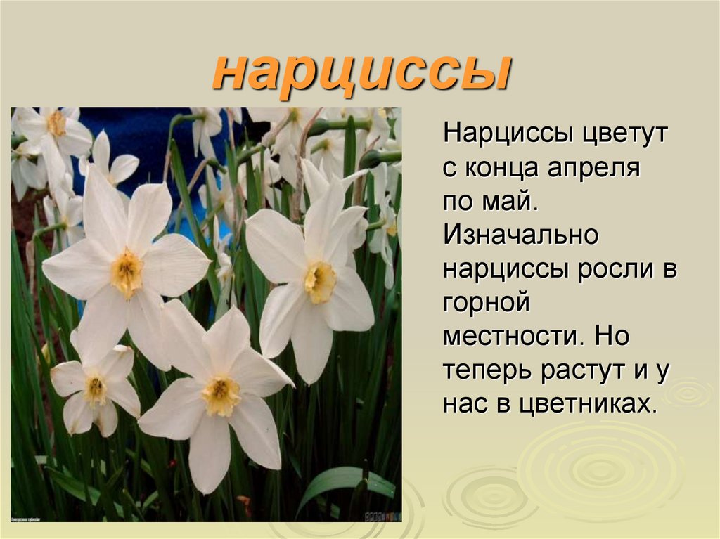 Нарциссы что значат. Нарцисс описание. Цветы для презентации. Описание цветов. Нарцисс цветок описание.