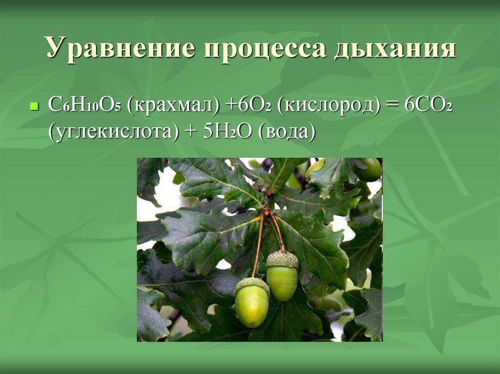 Дыхание растений и животных 6 класс кратко. Дыхание растений презентация 6 класс. Уравнение дыхания растений. Процесс дыхания растений 6 класс. Дыхание растений фото.