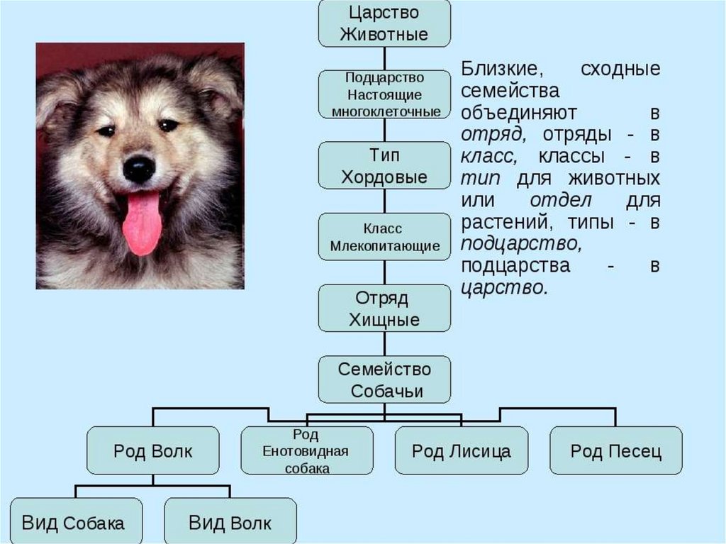 Тип класс отряд семейство род вид