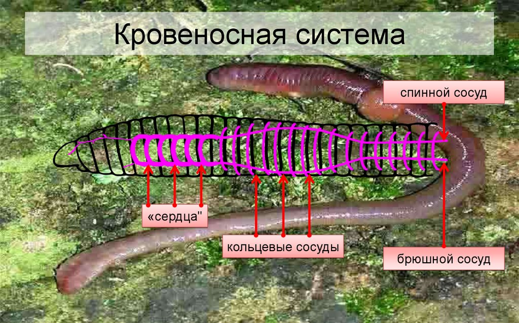 Кольцевые сосуды дождевого червя