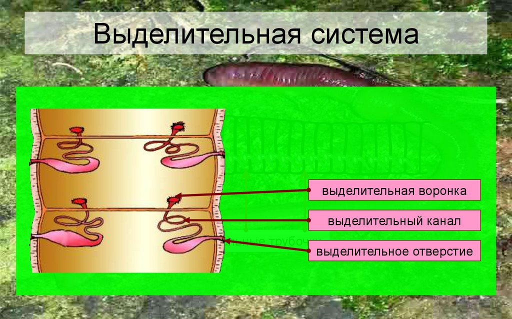 Органы выделительной системы червя. Тип кольчатые черви выделительная система. Строение метанефридии кольчатых червей. Выделительная система кольчатых червей рисунок. Кольчатые черви система выделения.